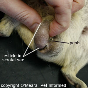 Sexing guinea pigs - If one of the bulges lateral to (next to) the penis/anus region is grasped, it is normally possible to feel a firm, smooth testicle just under the skin.