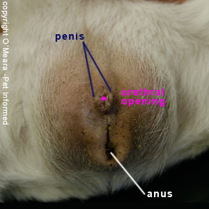 Sexing guinea pigs picture - This is the genitalia of a male guinea pig. The penis is a raised dome with a central round hole.