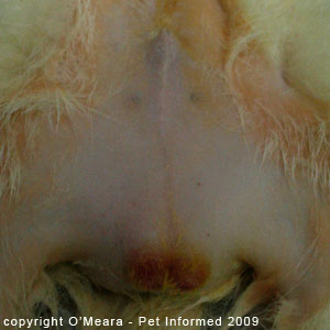 Ferret gender determination images - a male ferret.