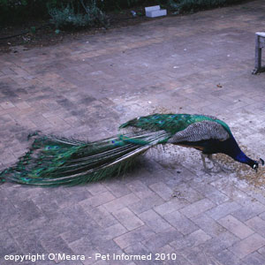 Sexing birds images - a male peacock. Sexing birds images - a male peacock.