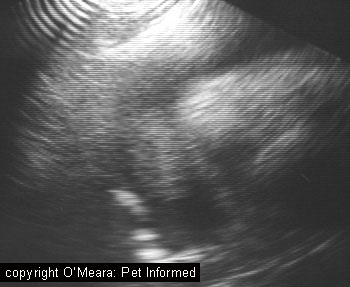 This is an ultrasound image of a pericardial sac haemorrhage. In this case, the animal did not have a bleeding disorder like rodent poison. It had a cancer (haemangiosarcoma) growing from the wall of its right atrium heart chamber. This tumour had ruptured and haemorrhaged blood into the sac around the heart.