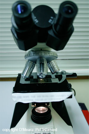 Image of a veterinary microscope with a faecal float slide in place, ready for viewing.
