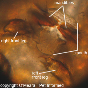 Lice picture - This is a close-up microscope photograph of the mouth-parts of a chewing louse.