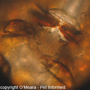 Lice pictures - This is a close-up microscope photograph of the mouth-parts of a biting louse.