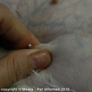 Feline pregnancy signs - in late pregnancy, milk can be expressed from the nipples of the pregnant cat.