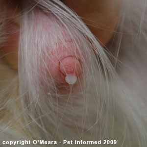 Milk comes from the nipples at the end of dog or cat pregnancy Milk comes from the nipples at the end of cat pregnancy