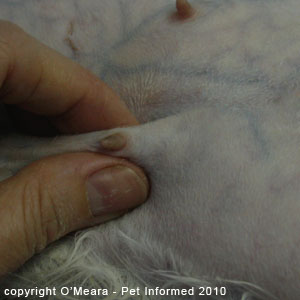 Cat pregnancy signs - in late pregnancy, milk can be expressed from the nipples of the pregnant cat. Cat pregnancy signs - in late pregnancy, milk can be expressed from the nipples of the pregnant cat.