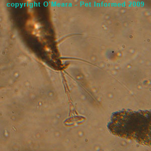 Ear mites in rabbits - The rabbit ear mite's pedicels and caruncles.