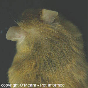 Mouse louse pictures - The lice eggs or nits can now start to be seen on the mouse's fur as chains of white ovals located along the shafts of a few of the hairs.