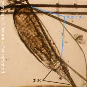 Lice Pictures and Information about Lice in Animals.