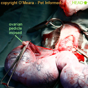 The ovary is cut from its blood supply.