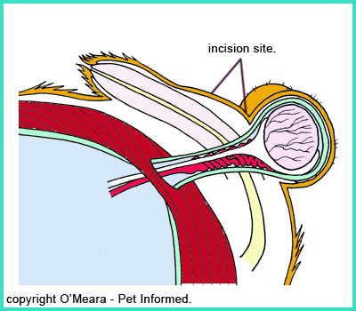 This diagram image indicates where the first incision is made during dog desexing surgery.