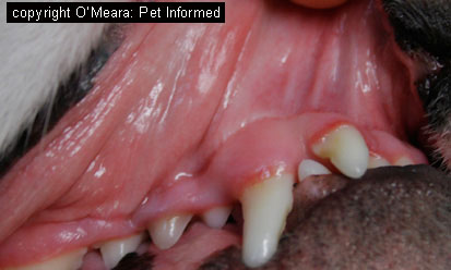 Image of normal, pink dog mucous membranes. The epithelial cells lining the mouth can become infected by distemper.