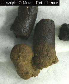 human parasite eggs
