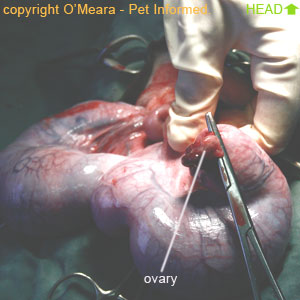 This is the appearance of the ovary once it has been removed from its ovarian blood supplies.