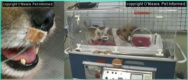 There are many ways of delivering oxygen to a dog with distemper pneumonia. The images here show a dog with a nasal oxygen tube in its nostril and a dog in an oxygenated humidicrib.