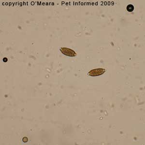 Fecal float parasite pictures - a fecal float on a bird showing coccidian oocysts and Capillaria eggs.