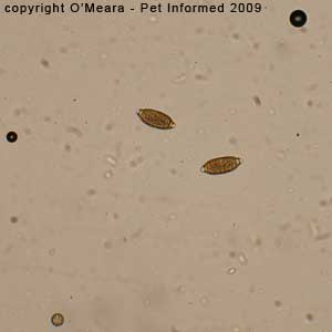 Canine Parasite Egg Identification Chart