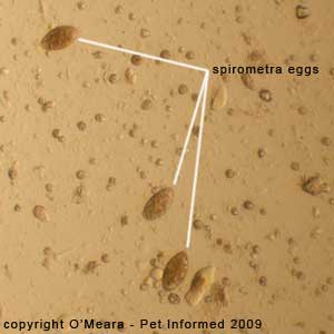 Fecal float parasite pictures - cat tapeworm eggs (Spirometra species).