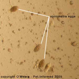 Parasite Identification Chart