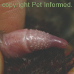 Keratinised spines or spikes located on the head of a male cat's penis