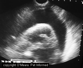Ultrasound pictures of a pericardial (heart sac) bleed in a dog that ate rat bait.