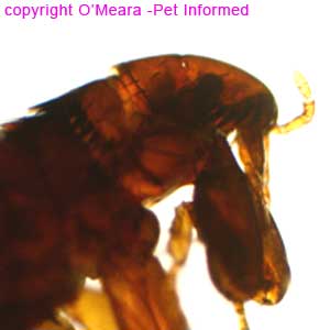 Flea pictures - This is the head of the cat and dog flea, Ctenocephalides, taken under a microscope.