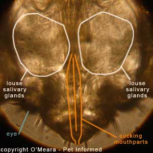 Louse pictures - This is an extreme close-up view of the head of a sucking louse. The tube-like, blood sucking stylets are visible as are the louse's salivary glands.