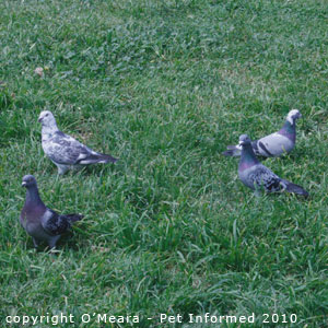 Wild pigeons can carry trichomonas gallinae or pigeon canker.