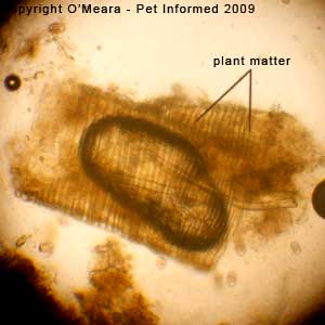 Fecal float parasite pictures - plant material.