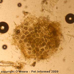 Fecal float parasite pictures - plant matter.