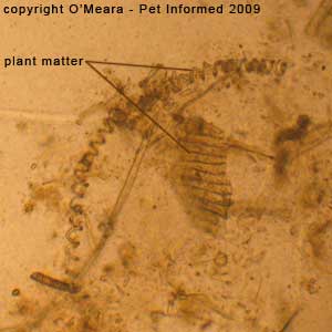 Faecal floatation parasite pictures - plant material.