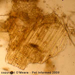 Fecal float parasite pictures - plant and vegetation matter.