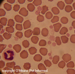 This is a normal canine blood smear as seen through a microscope lens.