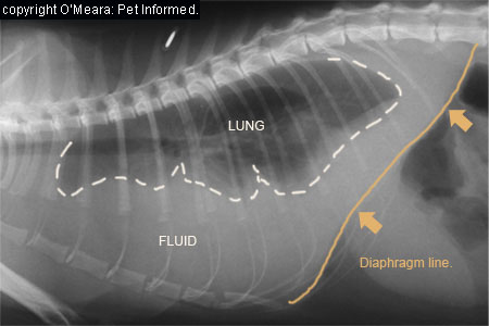 Radiograph of a dog's chest containing a pleural effusion - this animal had haemorrhaged into its thoracic cavity following the ingestion of rodenticide poison.
