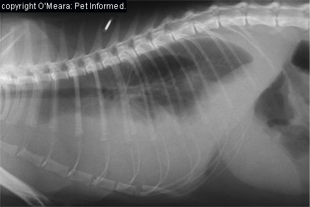 Radiograph of a dog's chest containing a pleural effusion - this animal had hemorrhaged into its chest following the consumption of rodent poison.
