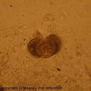 Pollen ball seen on a fecal flotation.