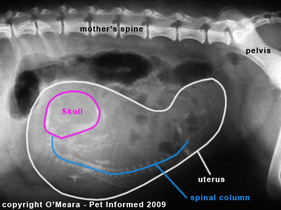 An image of a pregnant dog x-ray.