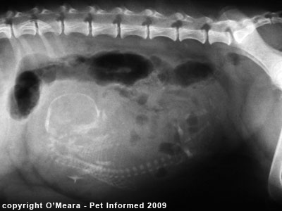 A fetal puppy on radiograph. A fetal puppy on radiograph.