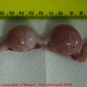 The uterus of a pregnant cat at 23-25 days gestation. The uterus of a pregnant cat at 23-25 days gestation.