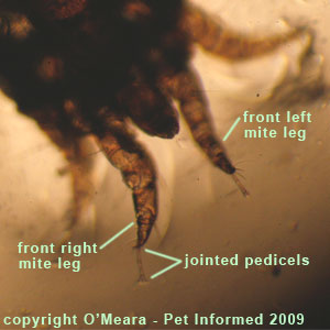 Ear mites in rabbits - the mite's leg, showing off the pretarsi (pedicel + caruncle).