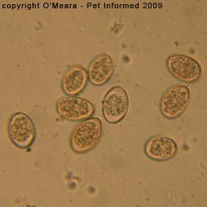 Faecal float parasite pictures - Rabbit coccidia from a rabbit with diarrhea.