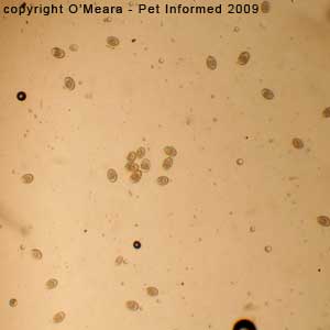 Fecal float parasite pictures - Rabbit coccidia from a rabbit with diarrhea.