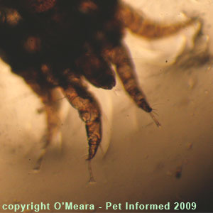 Ear mites in rabbits - the mite's leg.