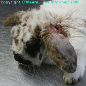 Ear mites in rabbits - a rabbit with ear canker.