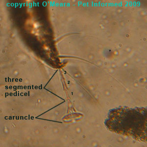 Ear mites in rabbits - The rabbit ear mite's pedicels and caruncles.