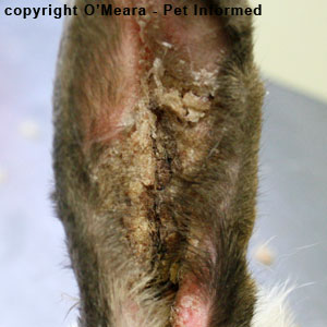 Ear mites in rabbits - the right ear of this rabbit is infested with Psoroptes cuniculi mites.