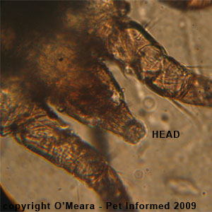 Ear mites in rabbits - The head of the rabbit ear mite.