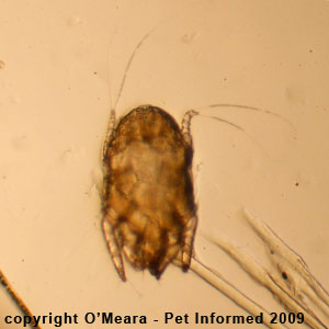 The two long hairs that are present on rear legs 3 and 6 of the rabbit ear mite.