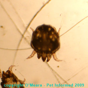 Ear mites in rabbits - live rabbit ear mites seen under the microscope.